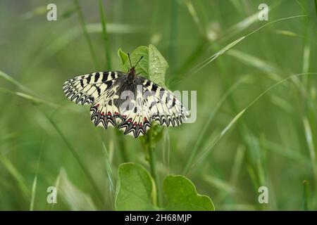 La fauna selvatica foto macro del sud del festone Zerynthia polìssena Foto Stock