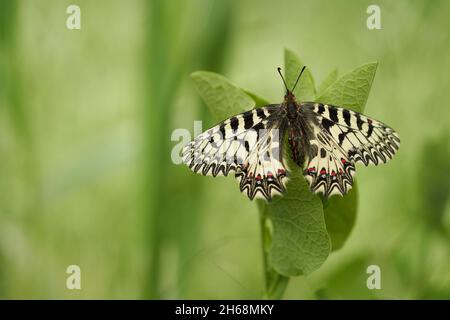 La fauna selvatica foto macro del sud del festone Zerynthia polìssena Foto Stock