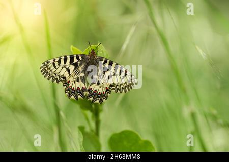 La fauna selvatica foto macro del sud del festone Zerynthia polìssena Foto Stock