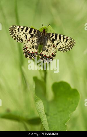 La fauna selvatica foto macro del sud del festone Zerynthia polìssena Foto Stock