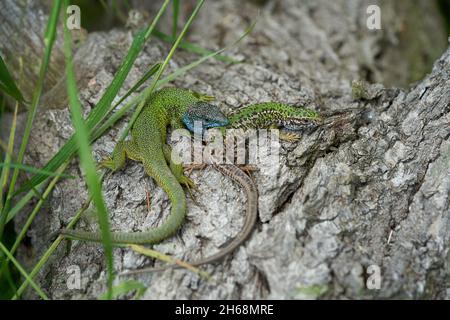 Foto della fauna selvatica del Parlamento ramarro Lacerta viridis Foto Stock