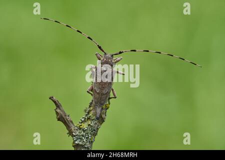 Macro foto fauna selvatica del coleottero timbermano Foto Stock