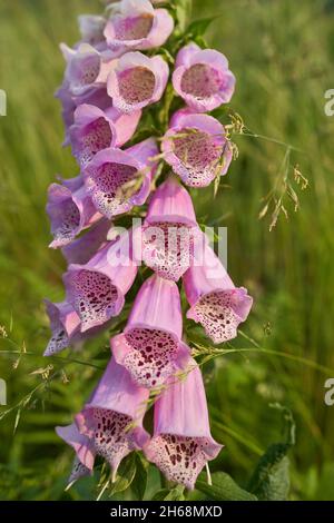 Foto di foxglove comune su un prato di montagna Foto Stock