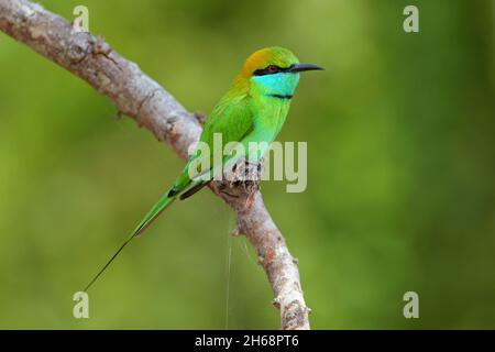 Un apicologeo asiatico verde adulto o un piccolo apicologeo verde (Merops orientalis) arroccato su un ramo aperto in Sri Lanka Foto Stock