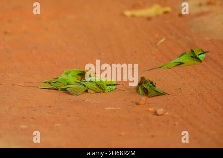 Un gruppo di mangiatori di api verdi asiatiche o piccoli mangiatori di api verdi (Merops orientalis) bagnano su una pista attraverso il Parco Nazionale Bandhavgarh, India Foto Stock