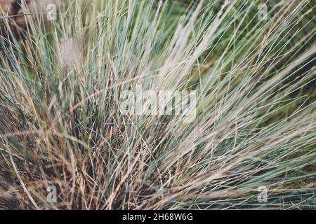 primo piano dell'erba gestuca glauca con intensa variazione di colore tra lame fresche e vecchie sparate a profondità di campo estremamente bassa Foto Stock