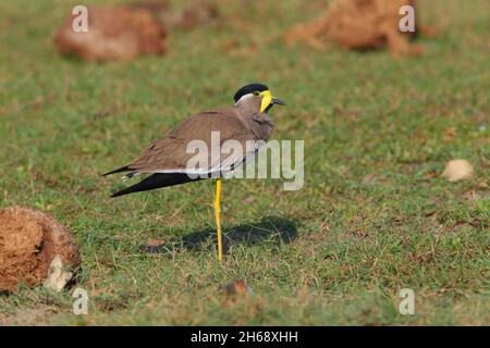 Un lapping giallo-wattled adulto (Vanellus malabaricus) in habitat di prateria secco tipico nel Parco Nazionale di Yala, Sri Lanka Foto Stock