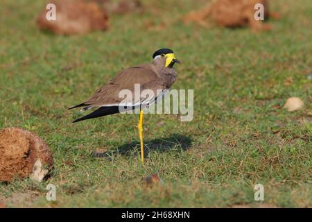 Un lapping giallo-wattled adulto (Vanellus malabaricus) in habitat di prateria secco tipico nel Parco Nazionale di Yala, Sri Lanka Foto Stock