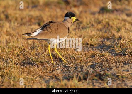 Un lapping giallo-wattled adulto (Vanellus malabaricus) in habitat di prateria secco tipico nel Parco Nazionale di Yala, Sri Lanka Foto Stock