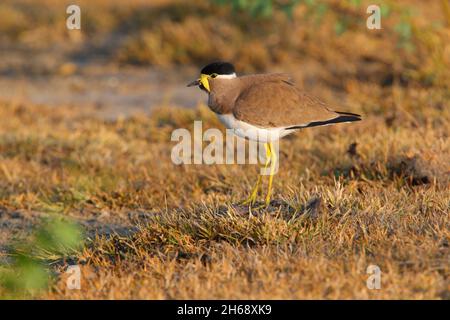 Un lapping giallo-wattled adulto (Vanellus malabaricus) in habitat di prateria secco tipico nel Parco Nazionale di Yala, Sri Lanka Foto Stock