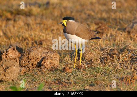 Un lapping giallo-wattled adulto (Vanellus malabaricus) in habitat di prateria secco tipico nel Parco Nazionale di Yala, Sri Lanka Foto Stock