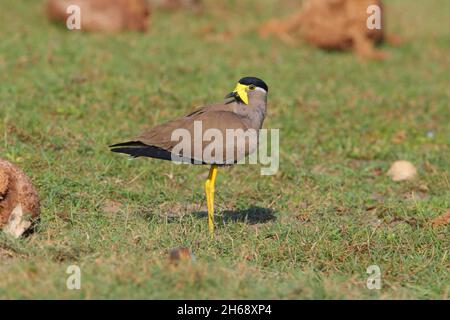 Un lapping giallo-wattled adulto (Vanellus malabaricus) in habitat di prateria secco tipico nel Parco Nazionale di Yala, Sri Lanka Foto Stock