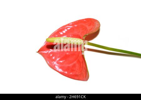 Foglia rossa e fiore di flamingo Anthurium sp. Isolato su sfondo bianco Foto Stock