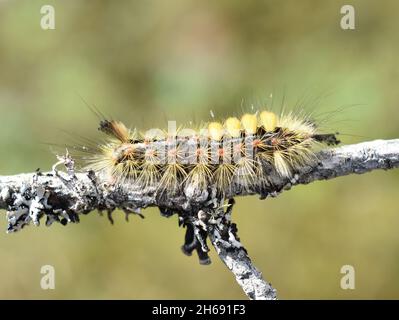 Orgia antiqua calza arrugginita brucia su un bastone Foto Stock