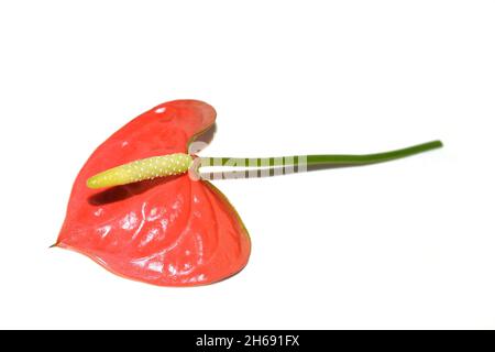 Foglia rossa e fiore di flamingo Anthurium sp. Isolato su sfondo bianco Foto Stock