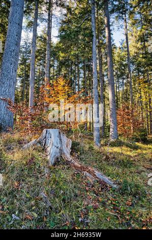 Paesaggio autunnale al Ödensee in Stiria Foto Stock