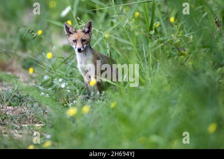 PERSANO - ITALIA - Luglio 11 - volpe (Vulpes vulpes) tra le erbe officinali. Luglio 11. 2011 - Foto di Nicola Ianuale Foto Stock