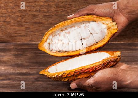 Theobroma cacao - frutto biologico del cacao; Foto su sfondo di legno Foto Stock