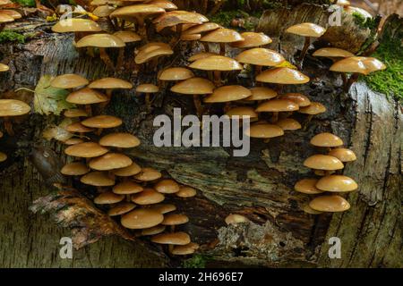 Legno rivestito, Kuehneromyces mutabilis, coltivato su ciliegio caduto, autun tardo in Oxfordshire Foto Stock