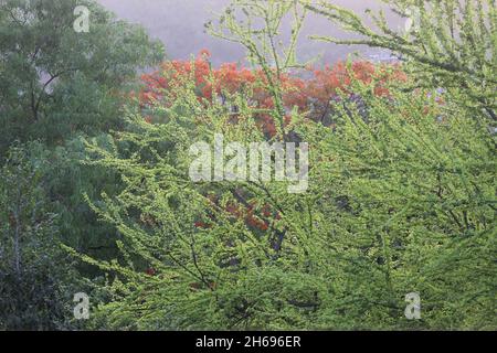 Foglie teneri germogliano dopo il monsone sui rami dell'albero. Shot con un albero fiorito rosso sullo sfondo Foto Stock