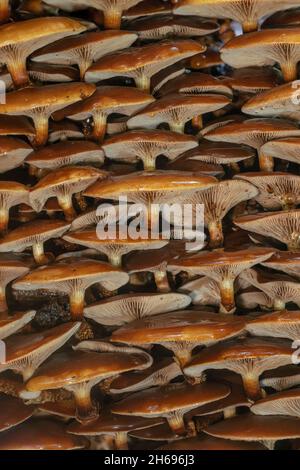 Legno rivestito, Kuehneromyces mutabilis, coltivando su ciliegio caduto, autun ritardato in Oxfordshire Foto Stock