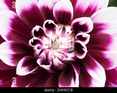 Dahlia pinnata fiore in viola e bianco primo piano. Foto macro della natura Foto Stock