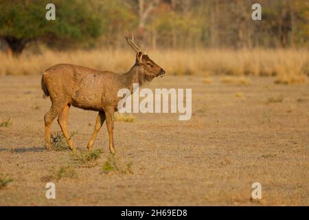 Un cervo Sambar adulto (Rusa unicolor) nella riserva di tigre di Tadoba-Andhari, Maharashtra, India Foto Stock