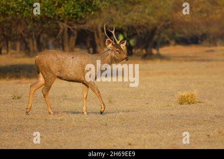 Un cervo Sambar adulto (Rusa unicolor) nella riserva di tigre di Tadoba-Andhari, Maharashtra, India Foto Stock