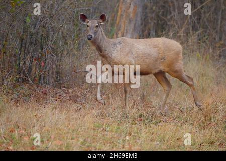 Un cervo Sambar adulto (Rusa unicolor) si rintra in India Foto Stock