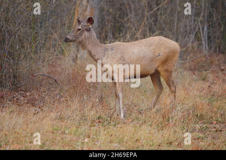 Un cervo Sambar adulto (Rusa unicolor) si rintra in India Foto Stock