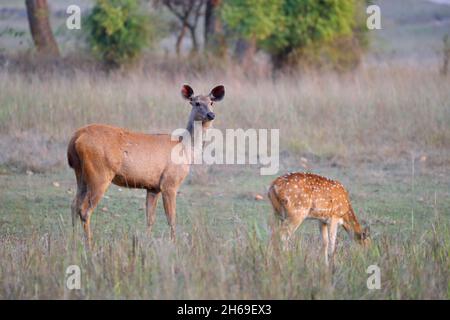 Un cervo Sambar adulto (Rusa unicolor) si rintra in India Foto Stock