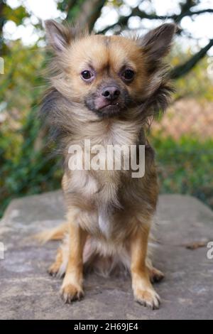 ritratto di un chihuahua su un blocco di pietra Foto Stock