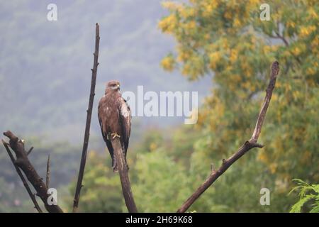 Hovering aquilone nero seduto su un ramo che si riposa. Gli acari neri sono comuni in molte parti dell'India. Essi predicano altri animali. Foto Stock