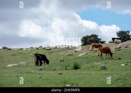 Il cielo nuvoloso sul parco nazionale di Belezma, sulle montagne di Aure, Batna, Algeria Foto Stock