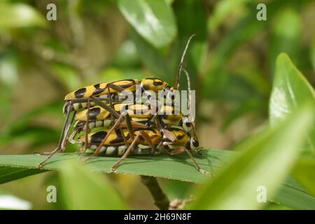 Primo piano foto di tre coleotteri longhorn tigre di bambù che si accoppiano su cespuglio verde. Scena di occorrenza rara in natura. Cloroforus Anularis. Foto Stock