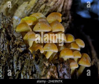 Fungo di tuft di zolfo che cresce da un ceppo di albero decadente, Moss Valley, Eckington Woods, Derbyshire Nord Est Foto Stock