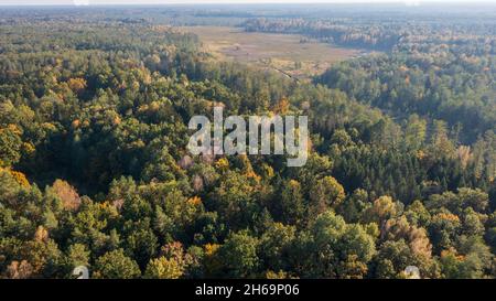 Parte polacca della foresta di Bialowieza ad est da Hajnowka vista aerea, Podlaskie Voivodhip, Polonia, Europa Foto Stock