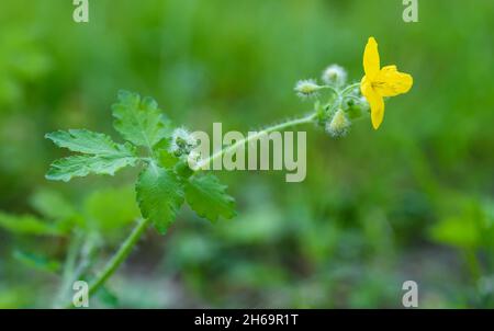 Maggiore celandine su sfondo sfocato Foto Stock