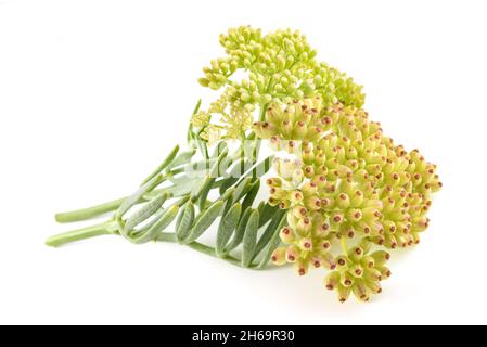 Rock samphire isolati su sfondo bianco Foto Stock