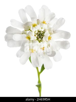 Fiore Candytuft isolato su sfondo bianco Foto Stock