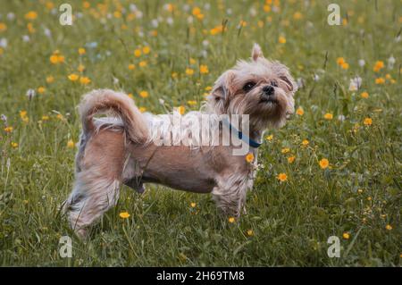 Un cane, Yorkshire Terrier, è in piedi in un prato fiorito Foto Stock