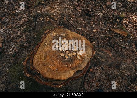 Ceppo di albero con cono di pino raschia in alto a sinistra da uno scoiattolo, pinecone pezzi dopo scoiattoli nutrire nella foresta Foto Stock