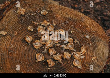 Ceppo di albero con cono di pino raschia in alto a sinistra da uno scoiattolo, pinecone pezzi dopo scoiattoli nutrire nella foresta Foto Stock