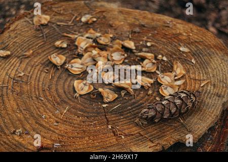 Ceppo di albero con cono di pino raschia in alto a sinistra da uno scoiattolo, pinecone pezzi dopo scoiattoli nutrire nella foresta Foto Stock