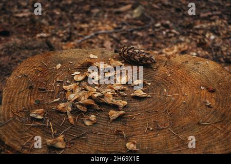 Ceppo di albero con cono di pino raschia in alto a sinistra da uno scoiattolo, pinecone pezzi dopo scoiattoli nutrire nella foresta Foto Stock