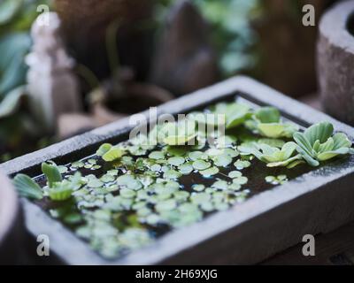 Trogolo di pietra in un giardino asiatico con piante d'acqua Foto Stock