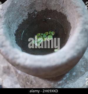 Ciotola di pietra con piccole piante d'acqua in esso - scena di tranquillita' Foto Stock