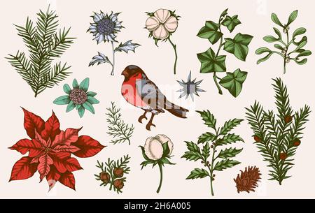 Set di piante sempreverdi invernali, fiori e uccello di volata. Elementi decorativi vintage per il design di Natale e Capodanno. Illustrazione disegnata a mano. Foto Stock