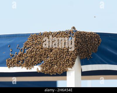sciame di api posto sull'angolo di una tenda pronto a fare l'alveare Foto Stock
