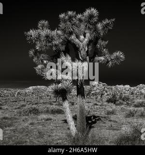 Bianco e nero ad alto contrasto dell'albero di Giosuè nel deserto della California Foto Stock